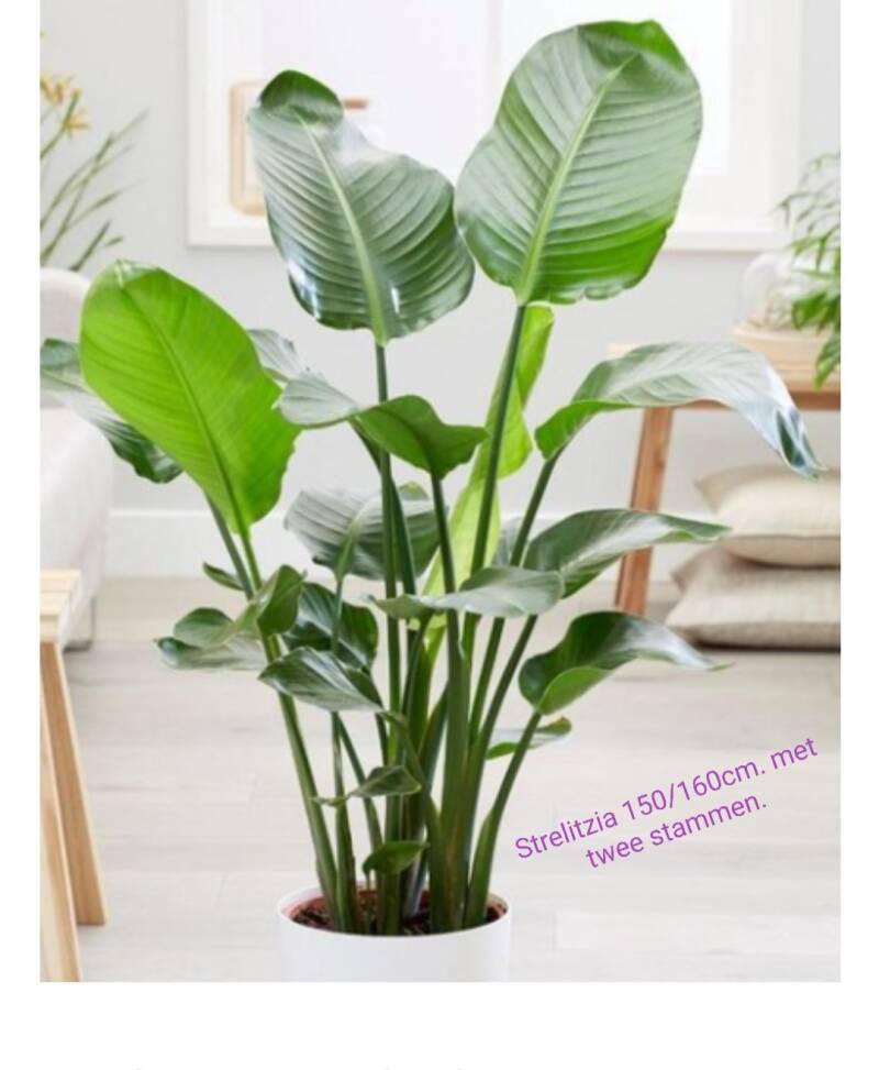 Strelitzia Nicolai...de populairste plant van dit jaar! 150 en 180 cm. hoog